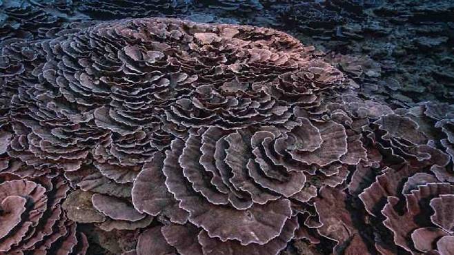 타히티 해안서 원시 상태 거대 산호초 발견 [AP 연합뉴스 자료사진. DB 및 재판매 금지]