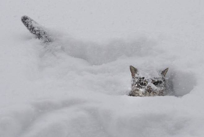 1월 17일 폭설이 내린 캐나다 온타리오 미시사우가 주택가에서 고양이 한마리가 눈속에서 놀고 있다./AP 연합뉴스