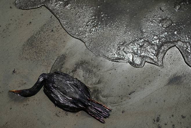 1월 18일 남아메리카 페루 카야오주 벤타니야 해변에 시커먼 기름을 뒤집어 쓴 새 한마리가 죽은 채 쓰러져 있다. 남태평양 퉁가에서 폭발한 해저 화산 폭발로 생긴 쓰나미영향으로 유조선에서 유출된 원유로 페루 해변은 큰 피해를 보았다./로이터 연합뉴스