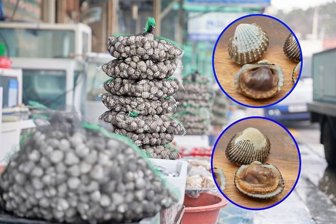 가격이 세 배 비싸다고, 참꼬막이 세 배 더 맛있는 건 아니다. 껍데기의 주름 골이 넓고 깊은 참꼬막(위 원 사진 ), 골이 촘촘한 것이 새꼬막(아래 원 사진 ).