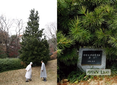 ⓒ시사IN 백승기 현충사 본전 앞에 있는 ‘금송’. 금송은 일본 특산종으로 일왕을 상징하는 나무로 알려져 있다.