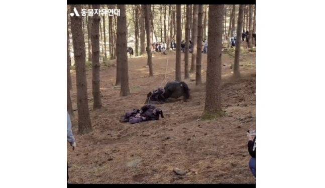 ⓒ동물자유연대