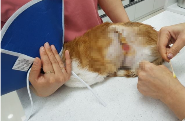 2018년 부산 남구 용호동 주택가에서 염산 테러를 당한 것으로 추정되는 길고양이가 구조됐다. 부산 길고양이 보호연대 제공