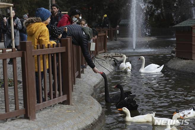 [앙카라=AP/뉴시스] 2일(현지시간) 터키 앙카라의 한 공원에서 마스크를 쓴 시민들이 백조에게 먹이를 주고 있다. 터키 보건부는 1주일 전보다 2배 이상 많은 4만여 명의 코로나19 확진자가 발생했다고 발표했다. 2022.01.03.