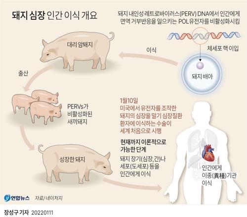 [그래픽] 돼지 심장 첫 인체 이식 개요