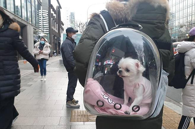 서울 강남역 부근에서 한 여성이  자신의 반려동물을 배낭에 넣고 거리를 걷고 있다./이명원 기자