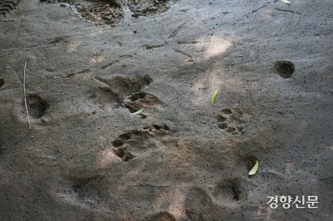 2019년 5월 24일 실시한 한강 밤섬 조사 당시 확인된 수달 발자국. |김기범 기자
