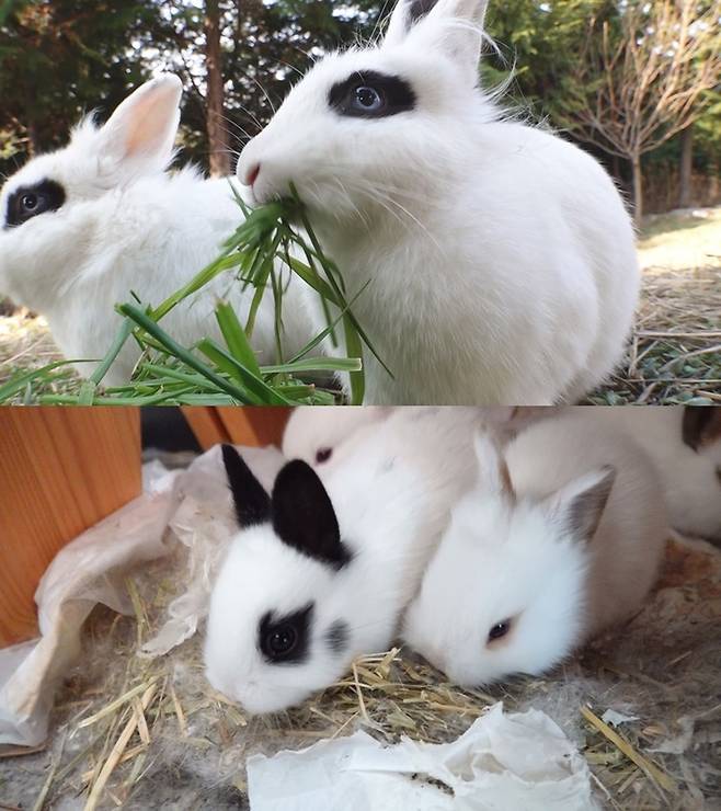 [서울=뉴시스]토끼 마을이 동물농장  . 2022.01.28. (사진= SBS  제공) photo@newsis.com*재판매 및 DB 금지 *재판매 및 DB 금지