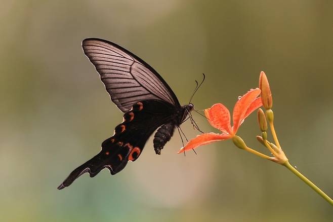 에버랜드 '나비 정원' *재판매 및 DB 금지