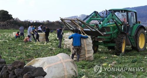 월동 무 수확 [연합뉴스 자료사진]