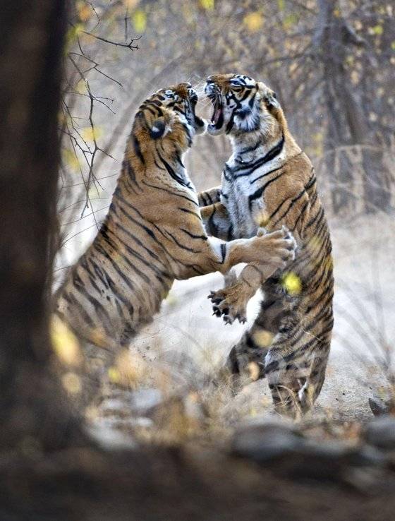 야생 호랑이가 서로 다투는 모습. 세계자연기금(WWF)
