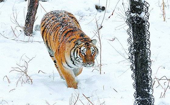 백두산호랑이. 중앙포토