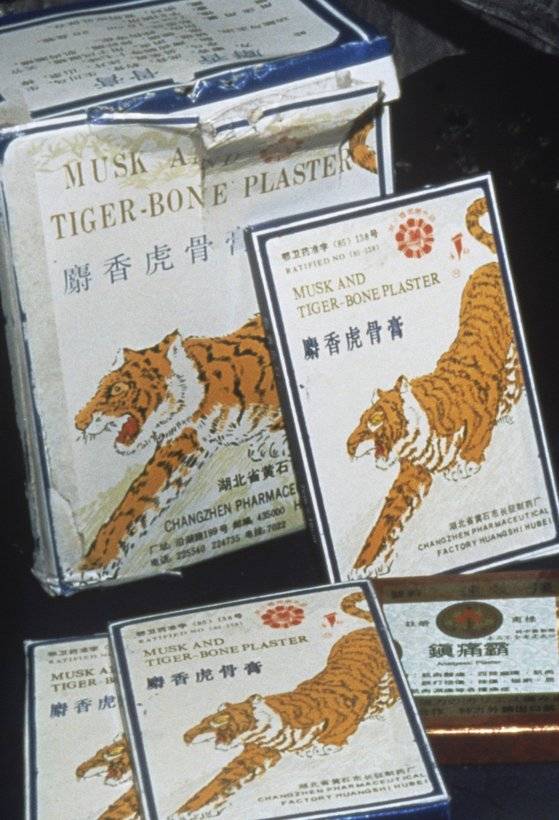 호랑이 밀렵은 가죽과 함께 뼈 등을 약재로 사용하기 위해 이뤄진다. [세계자연기금(WWF)]