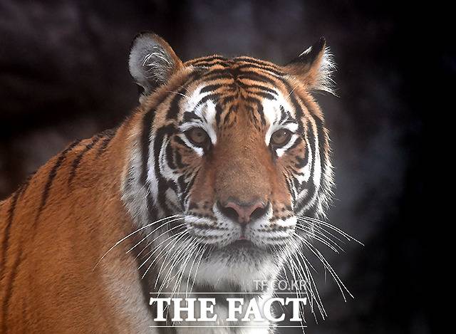 현재 한반도에는 호랑이가 서식하지 않는다는 게 정설이다. 그러나 혹시 1마리라도 생존했을 가능성이나 기대감은 남았다. 사진은 에버랜드에 살고있는 한국호랑이 '건곤'의 모습. /이새롬 기자