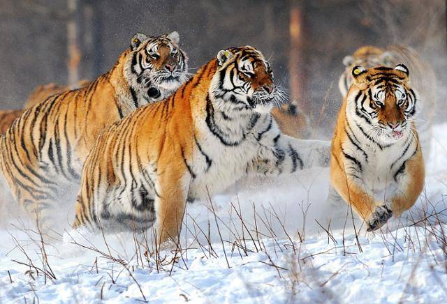 중국 헤이룽장성 무장단시에 위치한 동북호림원에서 백두산 호랑이(시베리아 호랑이)들이 흰 눈 밭 위에서 힘차게 내달리는 모습. 한국일보 자료사진