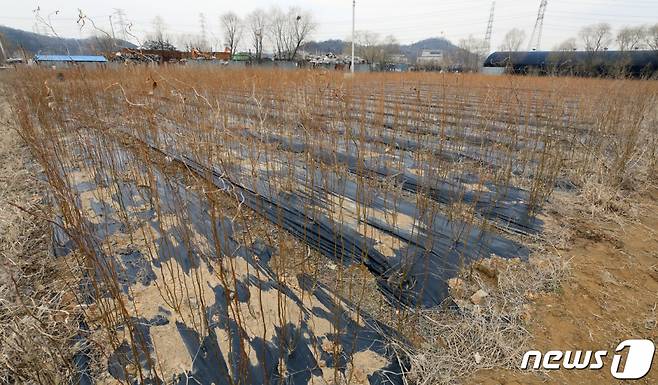 지닌해 초 한국토지주택공사(LH) 일부 직원들의 땅투기 의혹이 제기된 시흥시 과림동 소재 농지. /사진제공=뉴스1