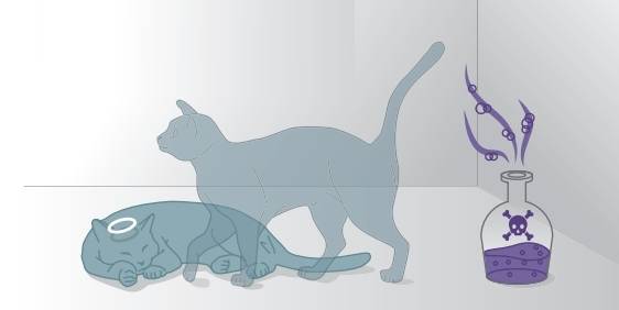 슈뢰딩거의 고양이 실험. 밀폐된 상자에 고양이를 넣고 독극물을 퍼뜨리면 어떻게 될까. 고전역학에서는 상자를 열기 전에 고양이가 절반의 확률로 죽어있거나 살아 있으며, 상자를 여는 일은 단지 고양이의 생사를 확인하는 행위라고 봤다. 하지만 양자역학에서는 고양이는 죽어있는 상태이자 살아있는 상태이며 (양자중첩), 상자를 여는 순간 고양이의 생사가 죽었거나 결정 된다고 본다. 과학동아DB