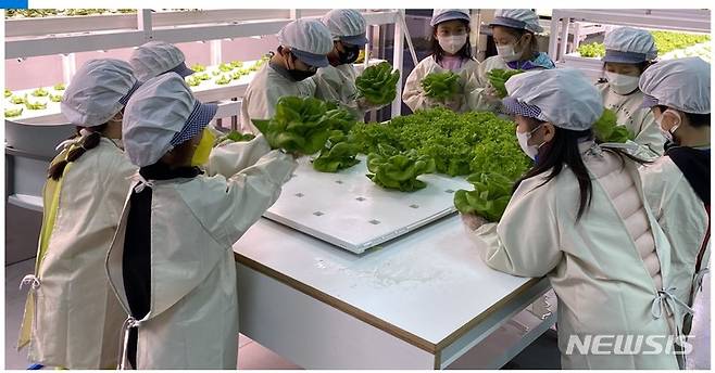 농작물 수경 재배 체험 현장.