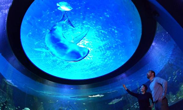 천장에 대형 LED 스크린이 설치된 360도 파노라마 수조. 미디어아트로 재구현된 고래상어가 바닷속을 헤엄치고 있다.