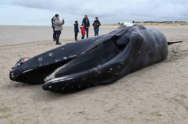 잃었나? 병 걸렸나?…프랑스 해안에 떠밀려온 혹등고래 결국 숨져(사진=AFP 연합뉴스)