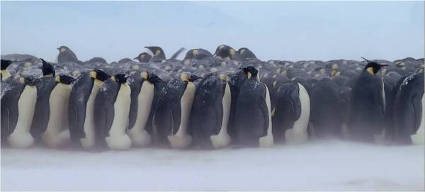 황제펭귄들은 쉼 없이 천천히 이동하고 줄 지어 서로를 품어 주면서 극심한 남극의 겨울 추위를 이겨낸다.