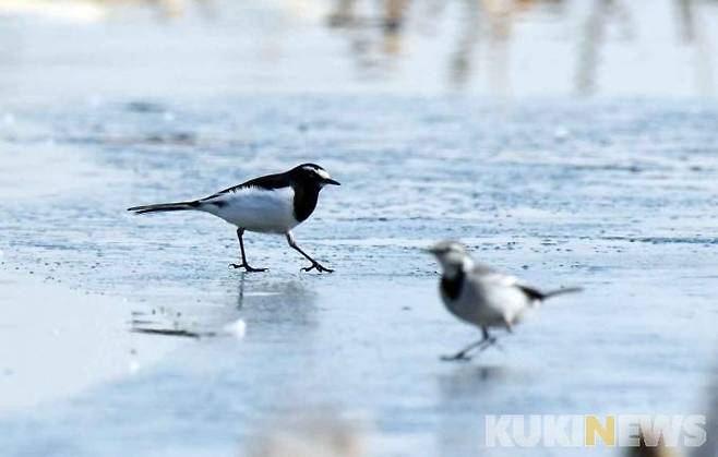 검은등할미새가 얼음판 위에서 먹이를 찾고 있다.