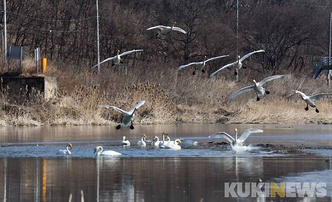 물 위에 착지하는 큰고니 무리
