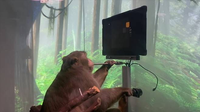 지난해 4월 뉴럴링크가 유튜브에 공개한 영상. AI 마이크로 칩을 뇌에 이식한 원숭이가 컨트롤러 없이 생각만으로 게임을 하고 있다. 사진=뉴럴링크 유튜브