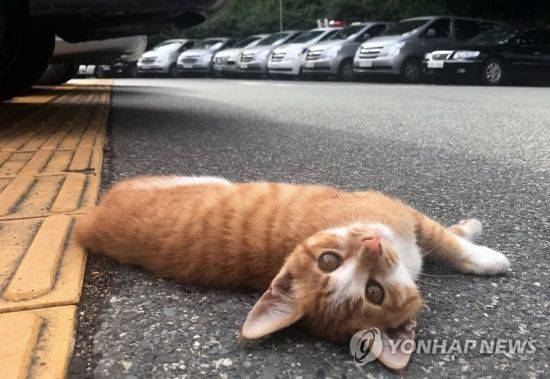 고양이는 특유의 귀여운 외양으로 동물 애호가들에게 인기를 얻고 있다. / 사진=연합뉴스