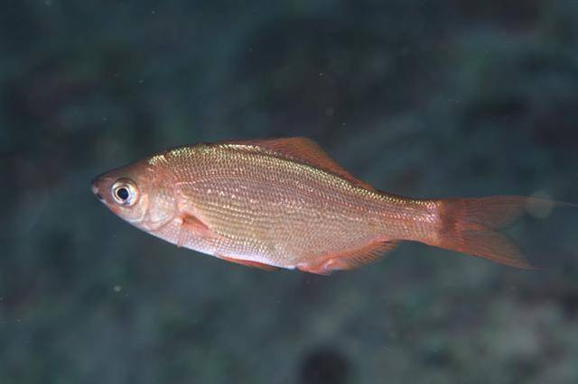 독도를 품은 동해의 수온이 지난 반세기 동안 약 1.7도 상승하면서 여름철 독도 근처에서 아열대성 어종들이 새롭게 발견되는 일이 잦아졌다. 토착어종들이 여전히 독도를 지키는 중에도 생태계 변화가 진행 중이다. 사진은 2010년 이후 독도 주변 바닷속에서 촬영된 물고기들. 인상어.해양수산부 공식블로그 캡처