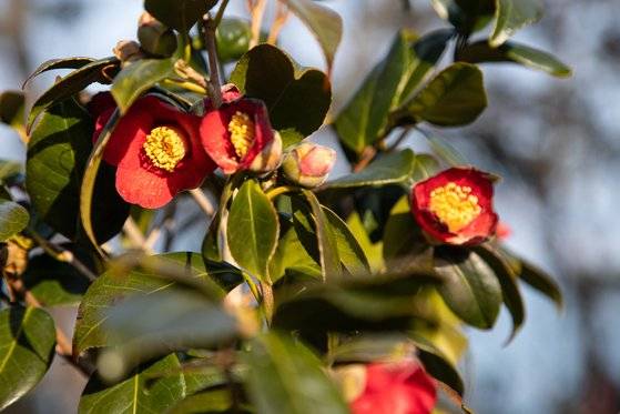 신시도자연휴양림에 동백꽃이 피었다. 봄이 멀지 않았다.