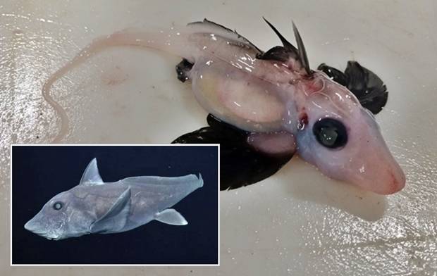 15일(현지시간) 뉴질랜드 국립수자원대기연구소(NIWA)는 뉴질랜드 동쪽 채텀라이즈 해저 1200m 지점에서 갓 부화한 은상어를 발견했다고 밝혔다. 사진은 NIWA가 수집한 은상어 치어와, 2007년 미국 캘리포니아 중부 해안에서 포착된 은상어 성체를 비교한 것.