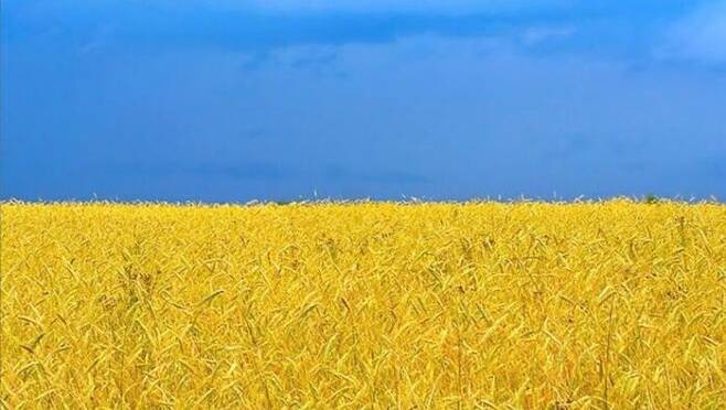 [사진] 우크라이나의 하늘과 황금빛 밀밭을 찍은 사진. 출처: bne intellinews. 실제로 우크라이나 국기는 하늘빛 파란색과 노란색으로 이렇게 구성되어 있다.