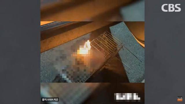 지난달 온라인 커뮤니티 '디시인사이드'에 게재됐던 고양이 학대 영상이 충북 옥천군의 한 도로변에서 촬영됐다는 주장이 제기됐다. 'CBS 김현정의 뉴스쇼' 유튜브 영상 캡처