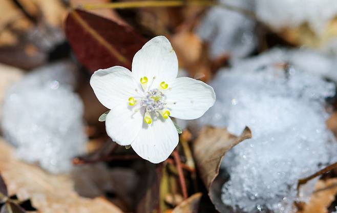 사진 내장산국립공원