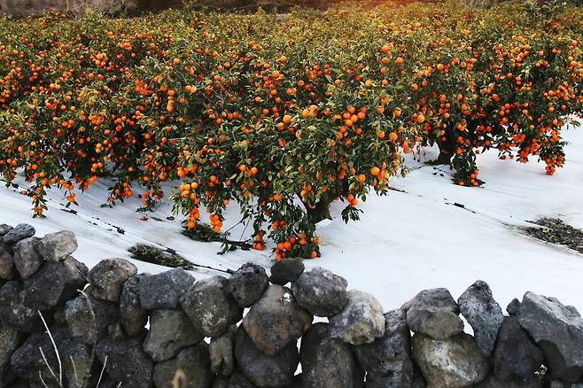 Tyvek sheets cover the ground at a Jeju gamgyul farm to prevent too much water from reaching the roots. Photo © Hyungwon Kang