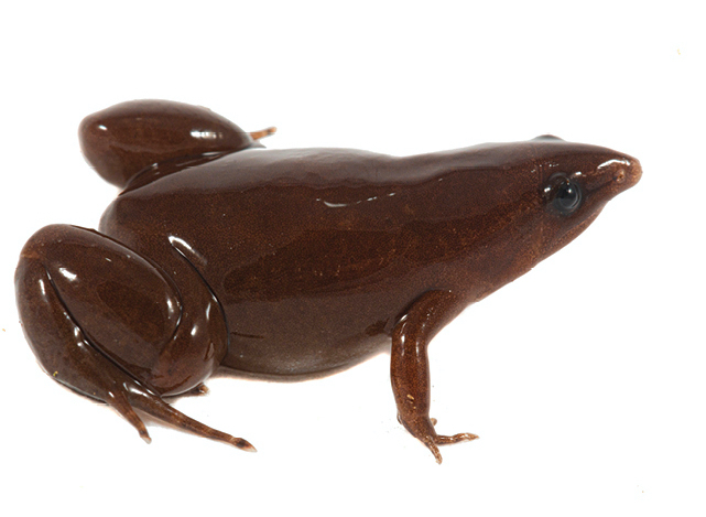 신종 개구리(학명·Synapturanus danta)