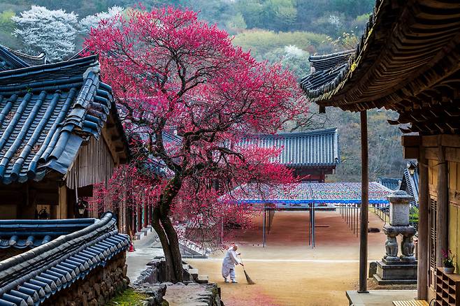 이른 봄 화엄사 경내를 화사하게 물들이는 홍매화. 싸리비를 든 스님의 모습과 어우러져 여여한 사찰의 풍경을 그려내고 있다.