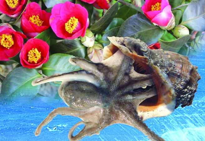 주꾸미. 사진=서천군.