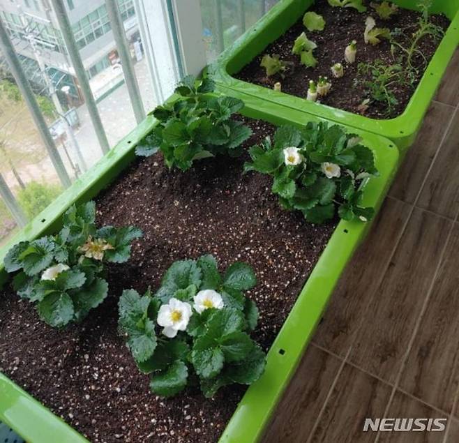 베란다 상자텃밭 현장.