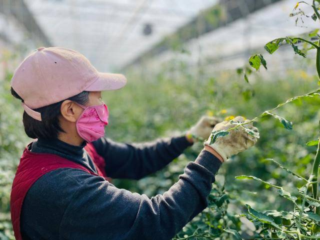 충남 부여에서 방울토마토 농장을 운영하는 이선미(54)씨가 방울토마토 성장을 위해 불필요한 꽃과 입을 따고 있다.