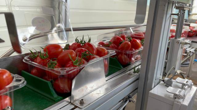 수확한 방울토마토는 자동화 설비를 통해 박스에 담겨진다.