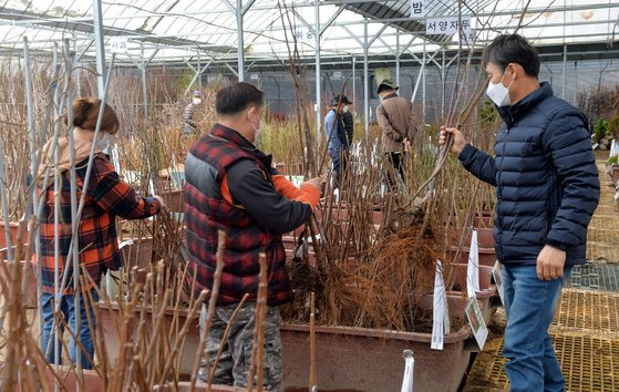 충북 옥천군 이원 묘목시장을 찾은 시민들이 과실수와 관상수, 조경수 등 각종 옮겨심을 묘목을 고르고 있다. [프리랜서 김성태]