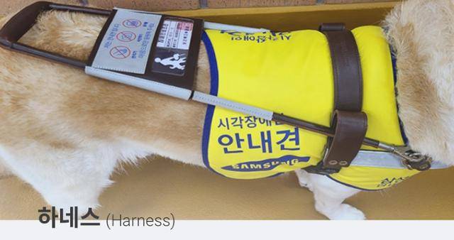 안내견이 착용하고 있는 하네스와 거기에 달려 있는 장애인 안내견 표식. 삼성화재 안내견학교 제공