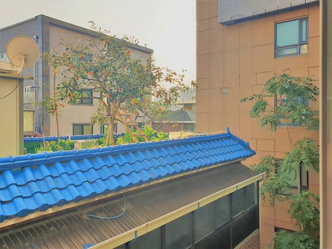 전농동 유일주택 앞집의 정원.