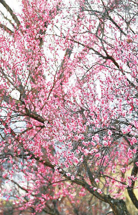 남평문씨 집성촌이자 전통마을인 대구 달성의 인흥마을 앞마당에 가득 피어난 홍매화. 폭죽 터지듯 한꺼번에 핀 매화의 분홍빛이 더없이 화사하다.
