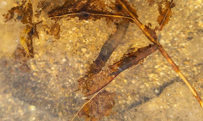 권혁재 핸드폰사진관/ 각다귀 애벌레