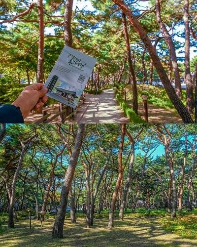 소나무 1000여 그루가 자라고 있는 솔밭근린공원에서 진행하는 근현대사 추리여행(위), 솔밭근린공원의 봄내음 가득한 전경