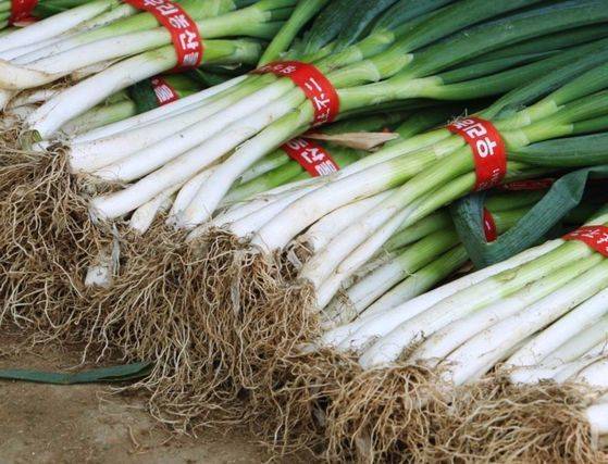 파의 흰색 부위인 연백부는 육수를 내면 감칠맛이 난다. 중앙포토