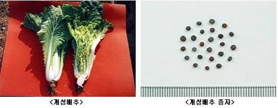 대표적인 재래배추인 개성배추 모양과 종자. 사진 농촌진흥청
